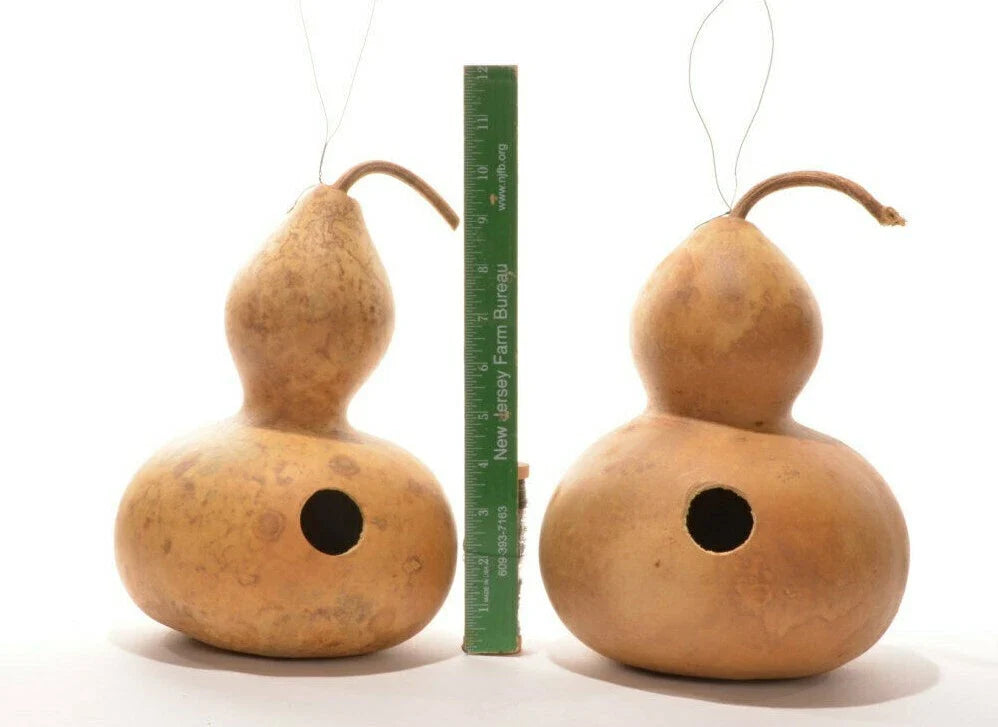15+ Birdhouse Bottle Gourd Seeds - Native Heirloom Vine for Crafts and Bird Gardens - Lagenaria siceraria