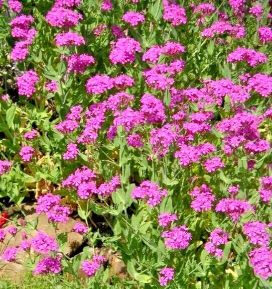 Catchfly Seeds - 100 Bright Pink Silene Ameria - Fast Blooming Campion Seeds