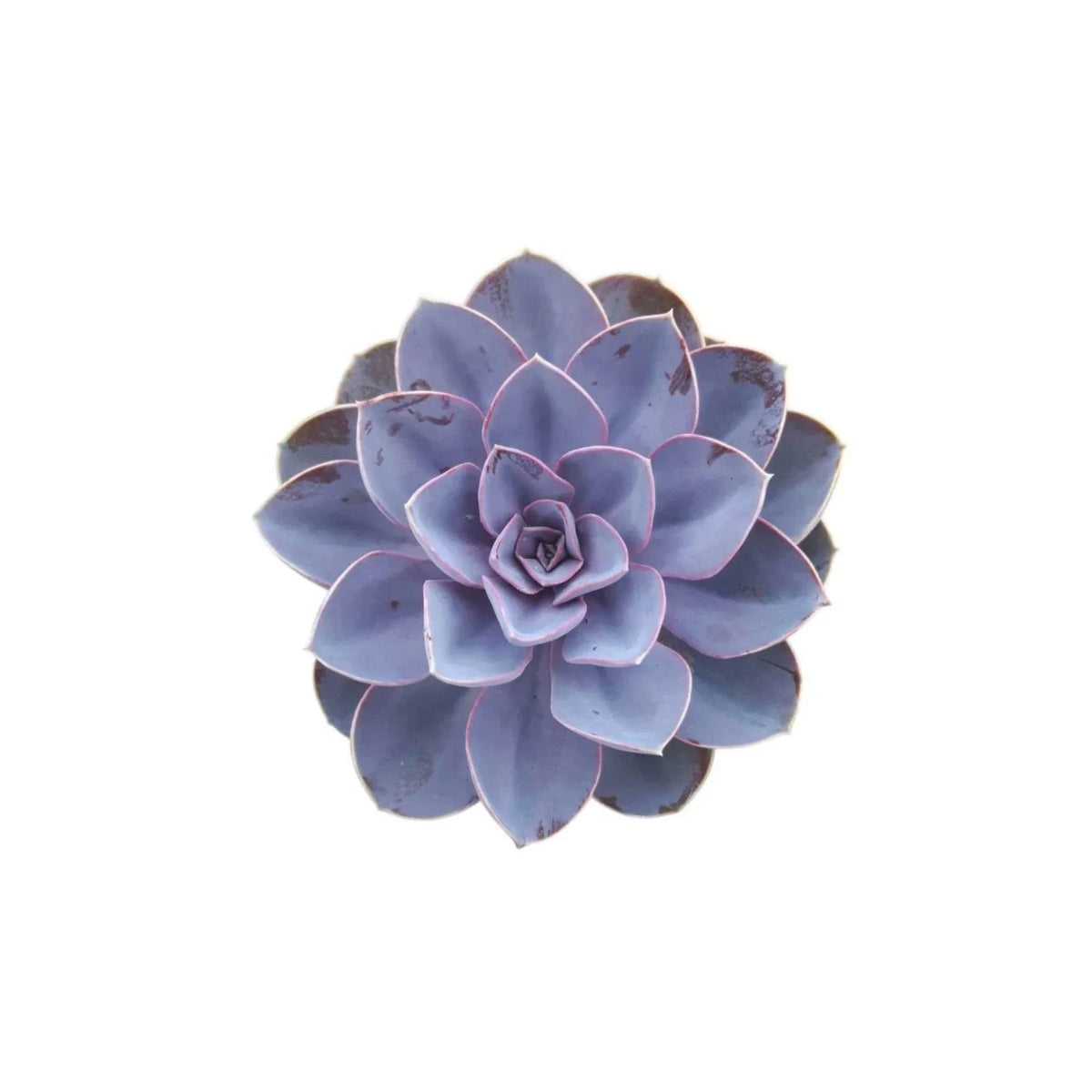 Echeveria Purple Pearl Rooted Starter Plant | Succulent | Colorful Variety | Echeveria 'Purple Pearl'