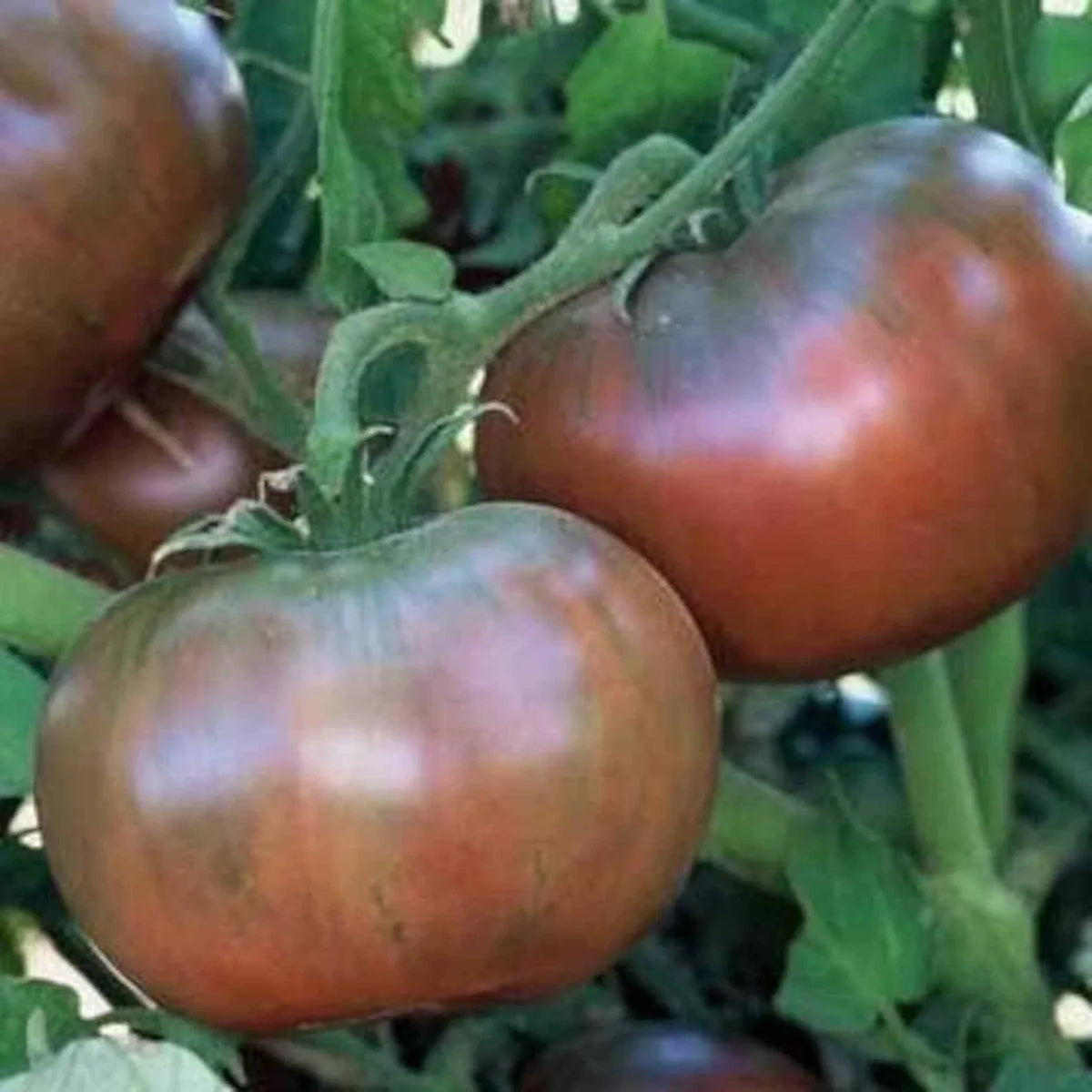 Cherokee Purple Tomato Seeds 50 Pack Heirloom Non-GMO Vegetable Seeds Solanum lycopersicum