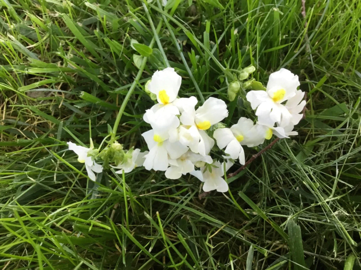 Nemesia Seeds Packet of 100 - Poetry Innocence Variety Annual Flower for Garden & Containers - Nemesia strumosa
