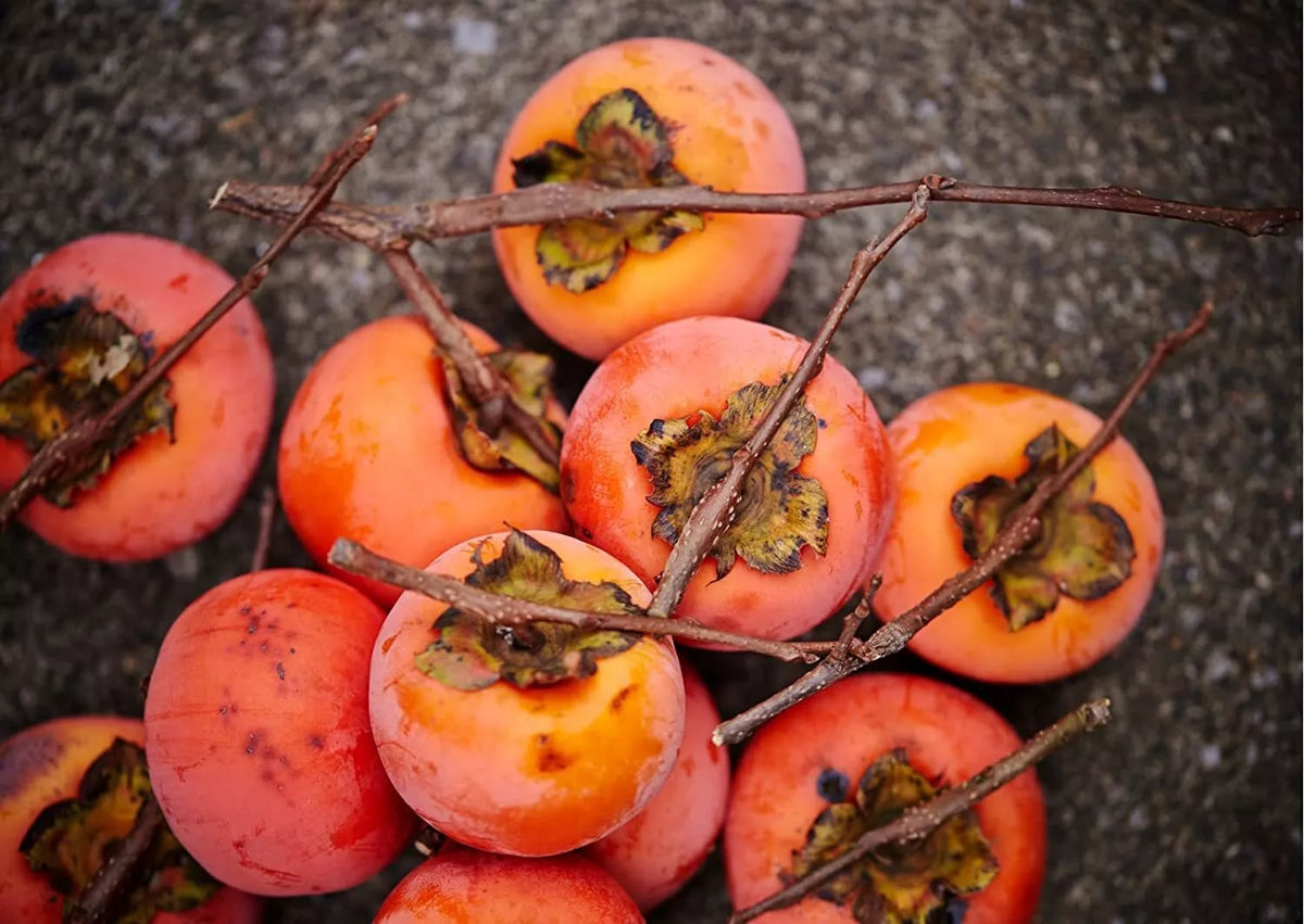 American Persimmon Seeds for Planting Outdoors | Non-GMO Heirloom Diospyros virginiana
