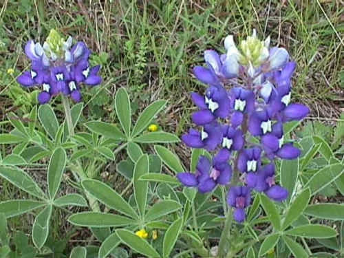 Texas Bluebonnet Seeds - 45 Pack, Lupinus texensis, Native Wildflower for Gardens & Meadows