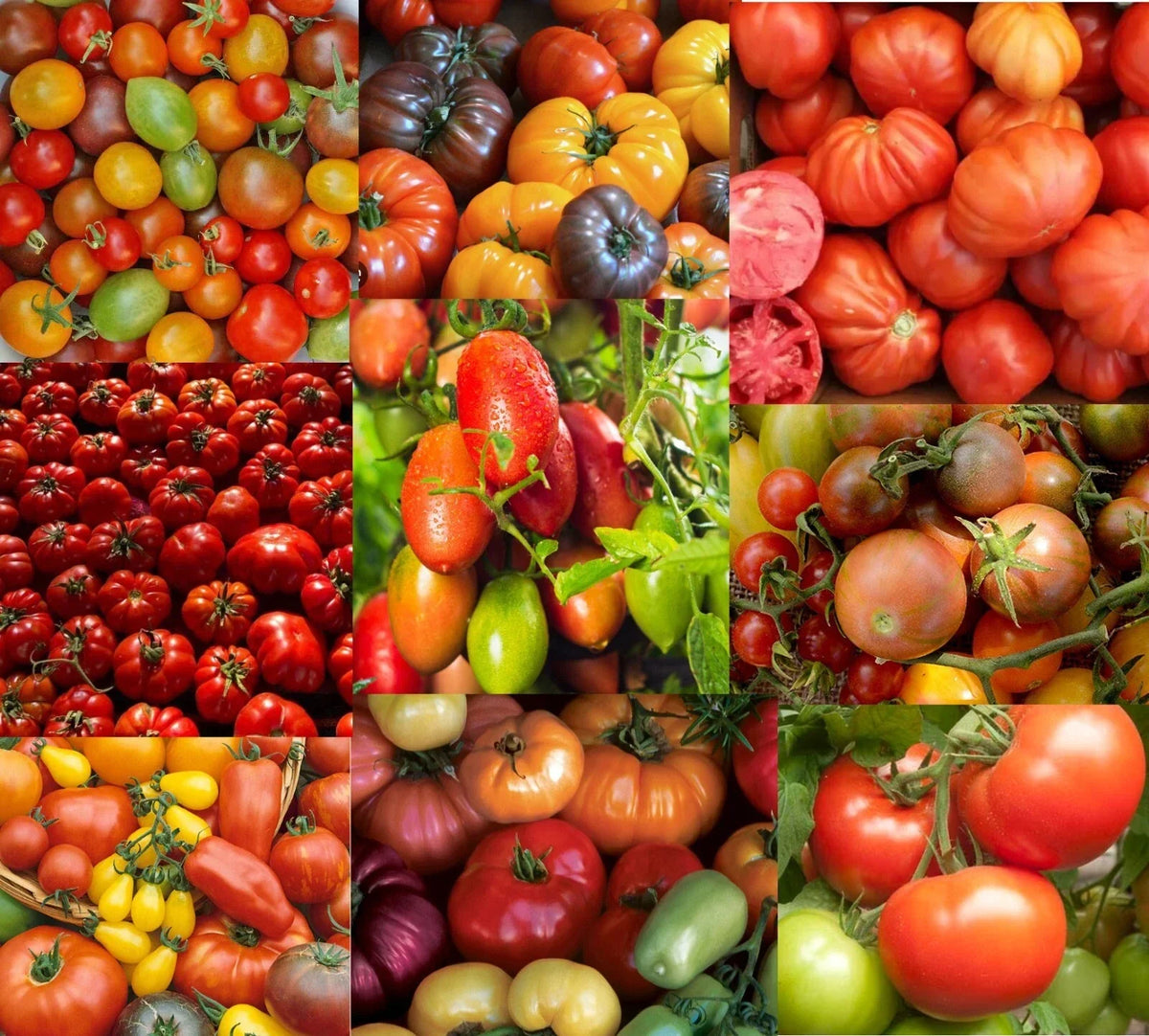 Heirloom Tomato Seeds Mix - Indeterminate Non-GMO, 100 Seeds, Solanum lycopersicum, Diverse Varieties for Garden or Containers
