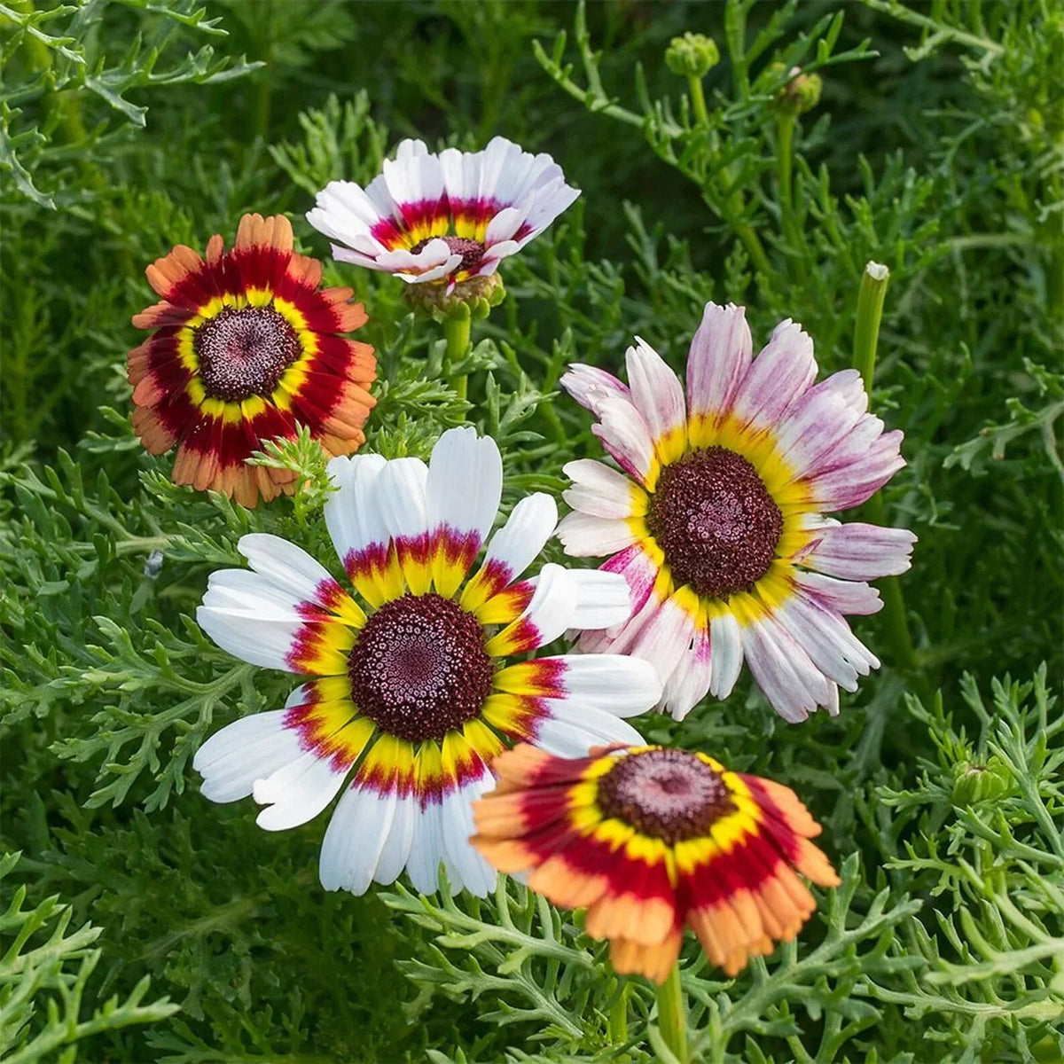 Painted Mix Daisy Flower Seeds - Pink Indian Blanket & Sunflower - 50pcs Annual Seeds