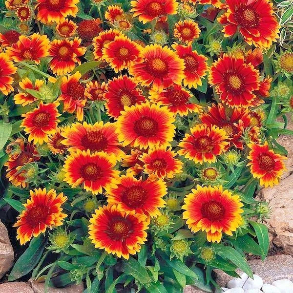 Blanket Flower Seeds - 200+ Perennial Native Wildflower - Drought Tolerant, Heat Resistant, Easy to Grow (Gaillardia)
