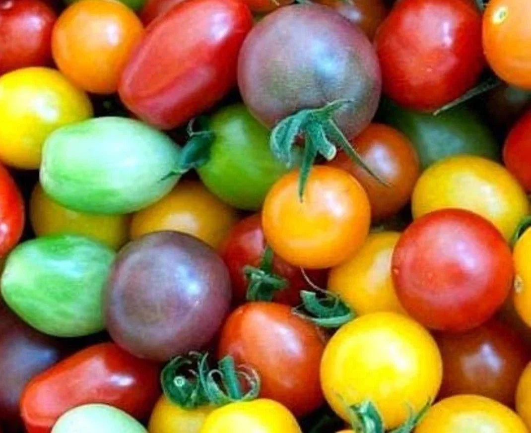 Rainbow Cherry Tomato Seeds – Organic Heirloom Non-GMO Solanum lycopersicum, 60+ Seeds for Container & Garden Growth
