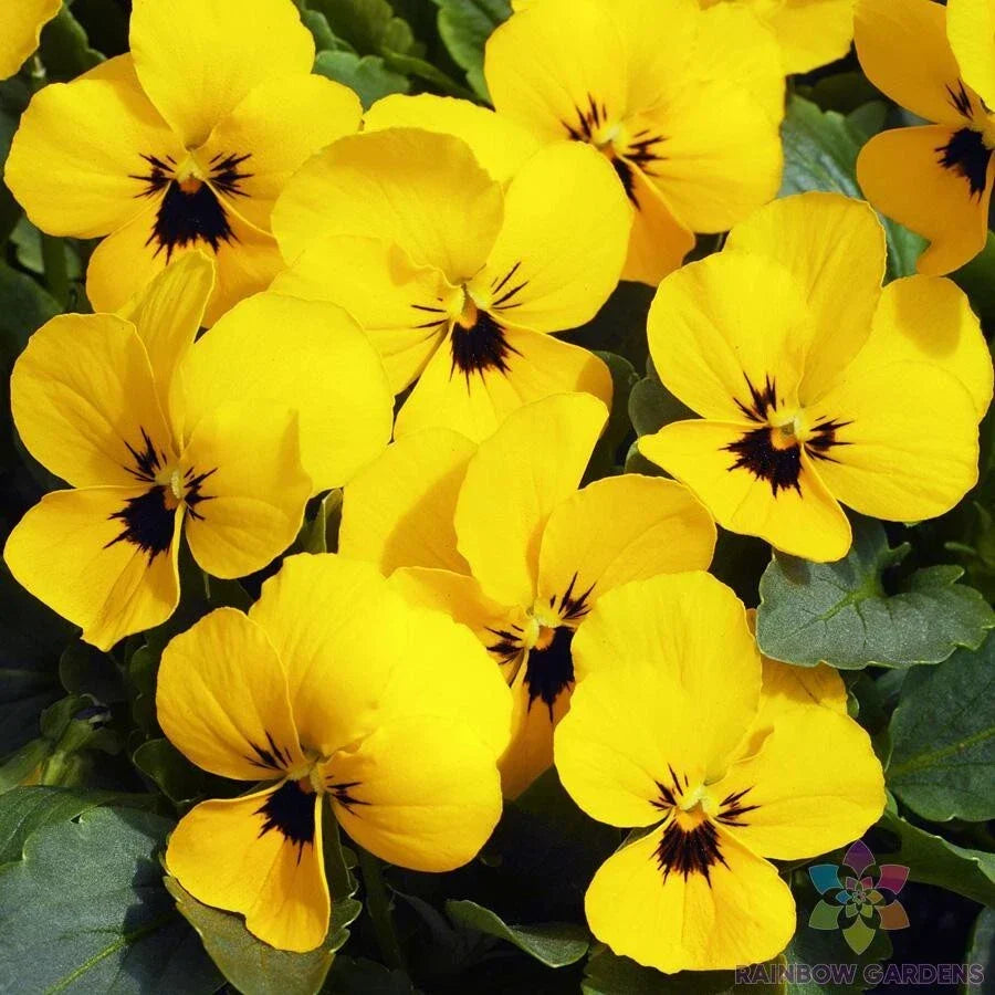 Penny Yellow Pansy Seeds - 200+ Pack Viola x wittrockiana for Garden Planting