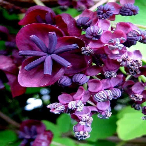 Chocolate Vine Seeds - 3-Leaf Variety Climber Plant Akebia trifoliata, Hardy Fruit Flower Climber Seeds for Garden Trellises