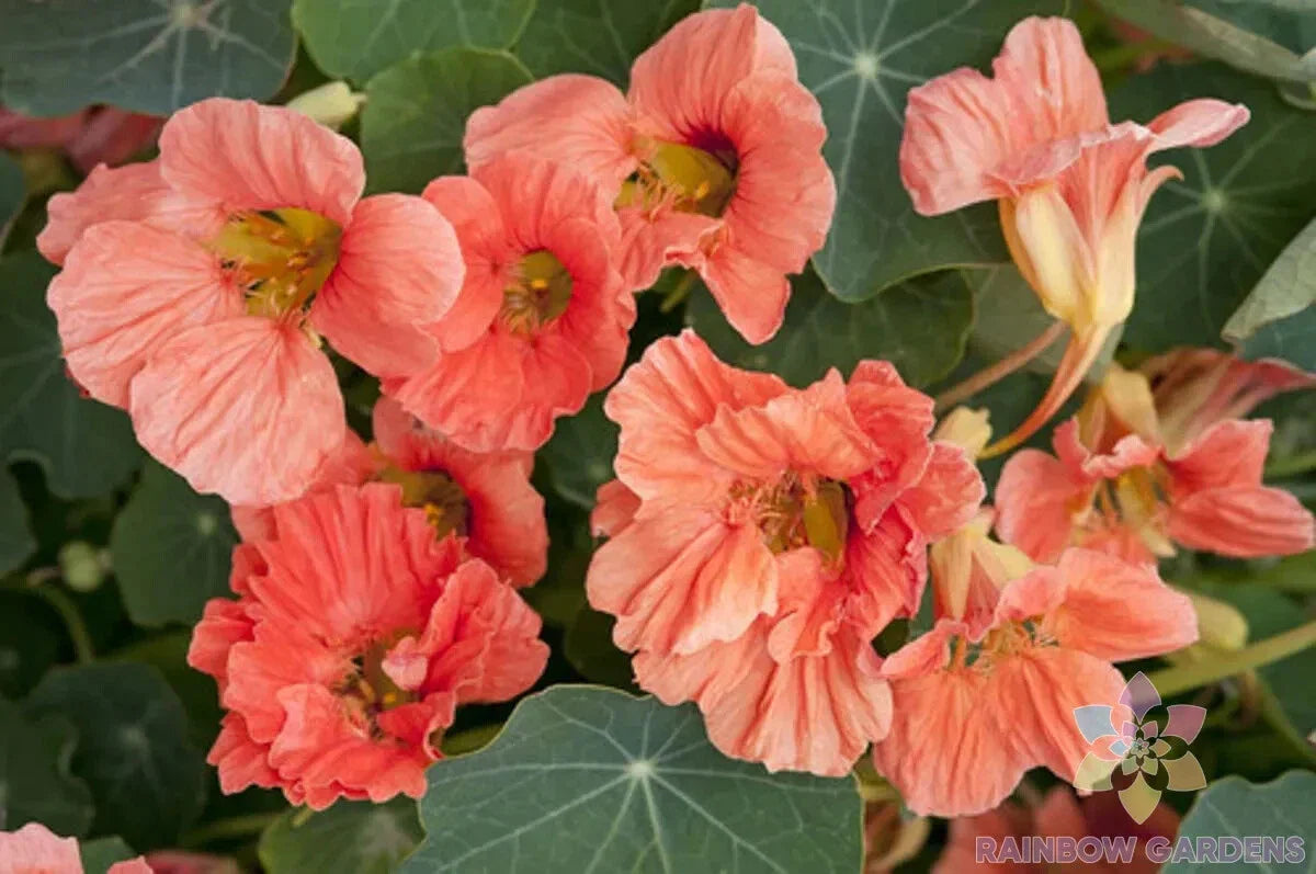 Salmon Baby Nasturtium Seeds - 50+ Pack for Garden Planting - Tropaeolum majus - USA Grown, Fast Shipping