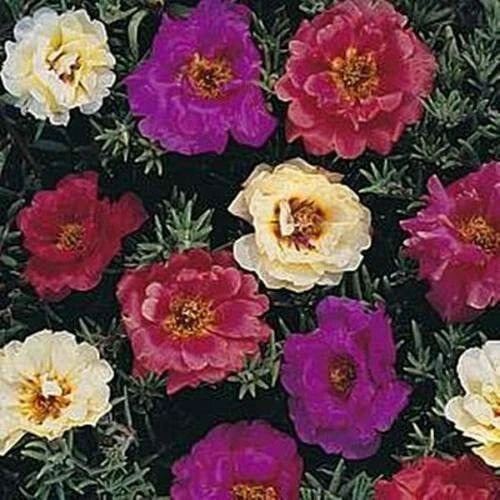 Moss Rose Seeds - 100 Dark Mix Perennial Flower Seeds - Portulaca grandiflora - Full Sun, Easy to Grow, Attracts Pollinators