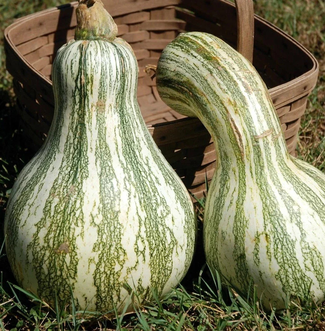 Cushaw Green Striped Pumpkin Seeds Non-GMO Organic Heirloom Cucurbita mixta for Gardening
