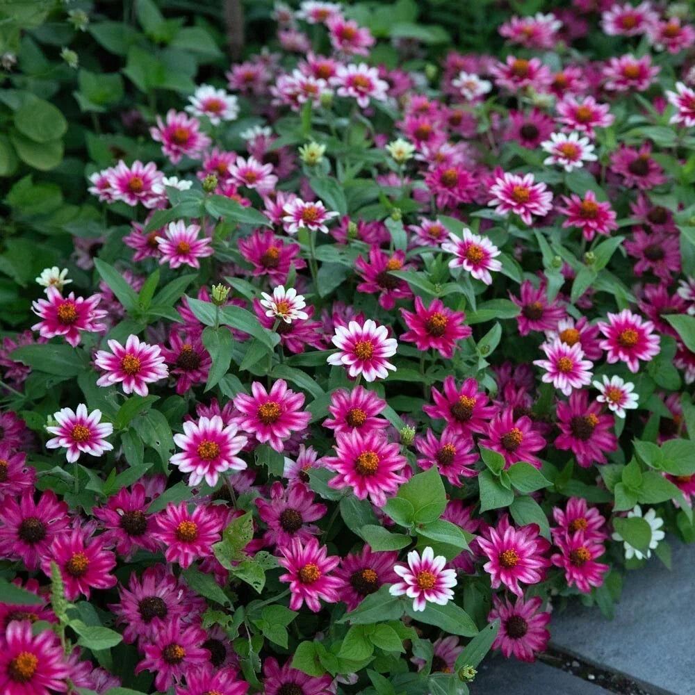 Profusion Cherry Bicolor Zinnia Seeds - 100+ Pack | Zinnia elegans
