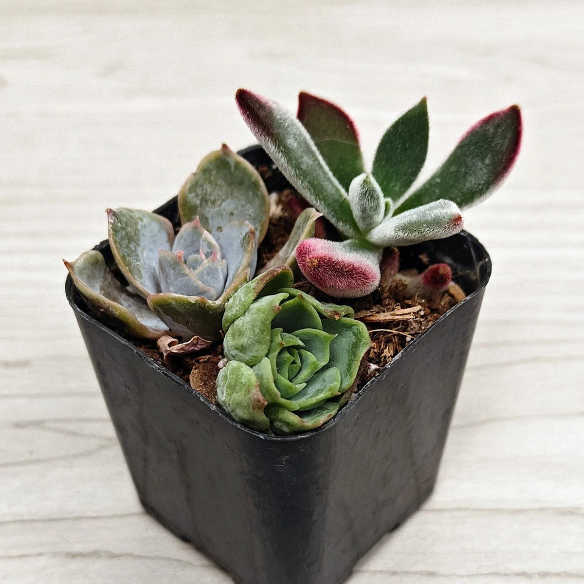 Succulent Live Plant Mix - 2" Pot - Multi Variety Succulents for Full Sun - Zone 10 Gardening