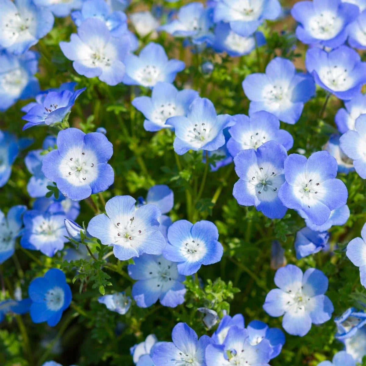 Nemophila Baby Blue Eyes Seeds - 100 Fresh Wildflower Seeds - Sky-Blue Flowers - Nemophila menziesii