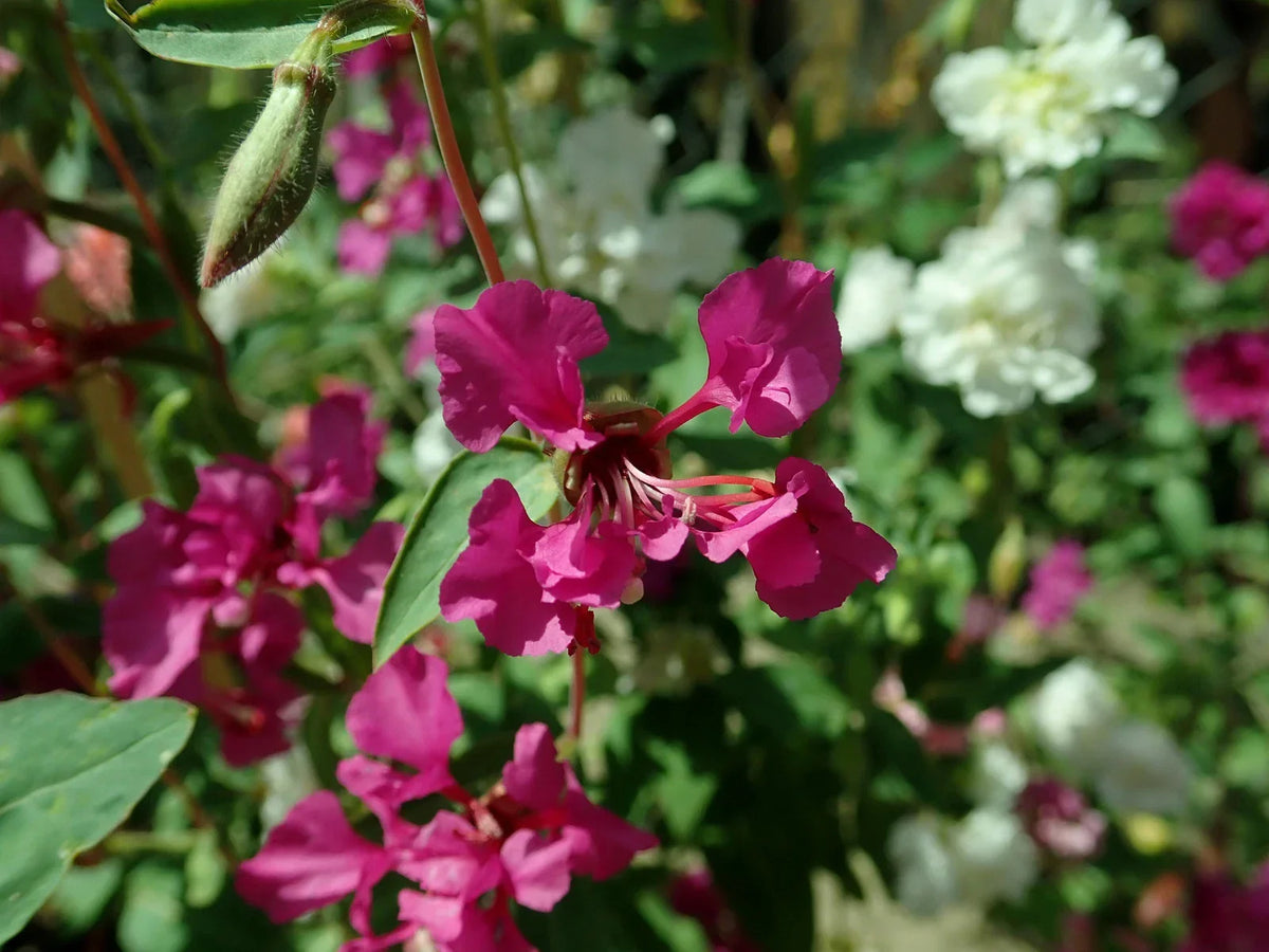Clarkia Elegans Flower Seeds - 2,000 Non-GMO Wildflower Seeds for Gardens, Borders & Meadows