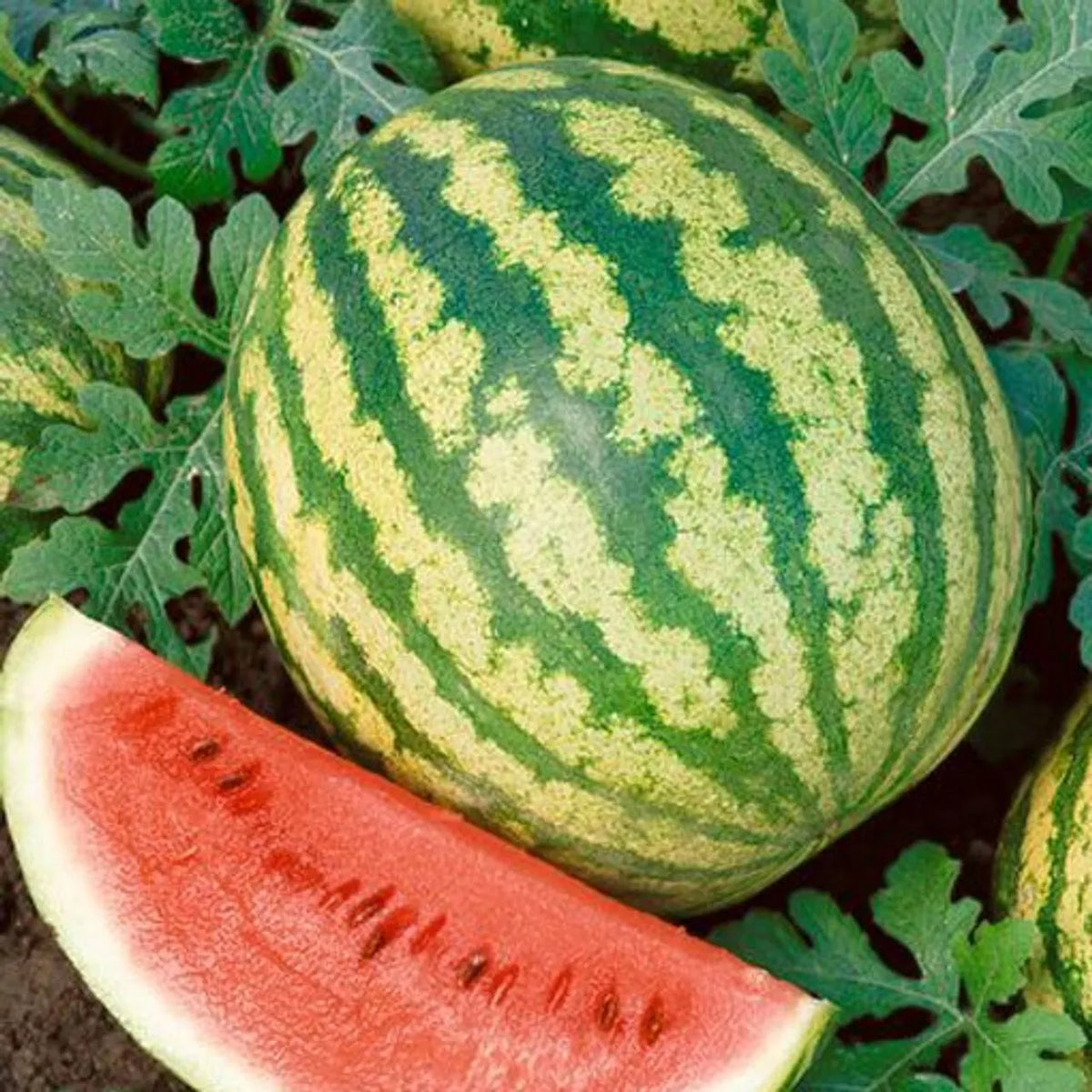 Crimson Sweet Watermelon Seeds - Heirloom NON-GMO Citrullus lanatus, Vining, Juicy, Summer Garden Seeds