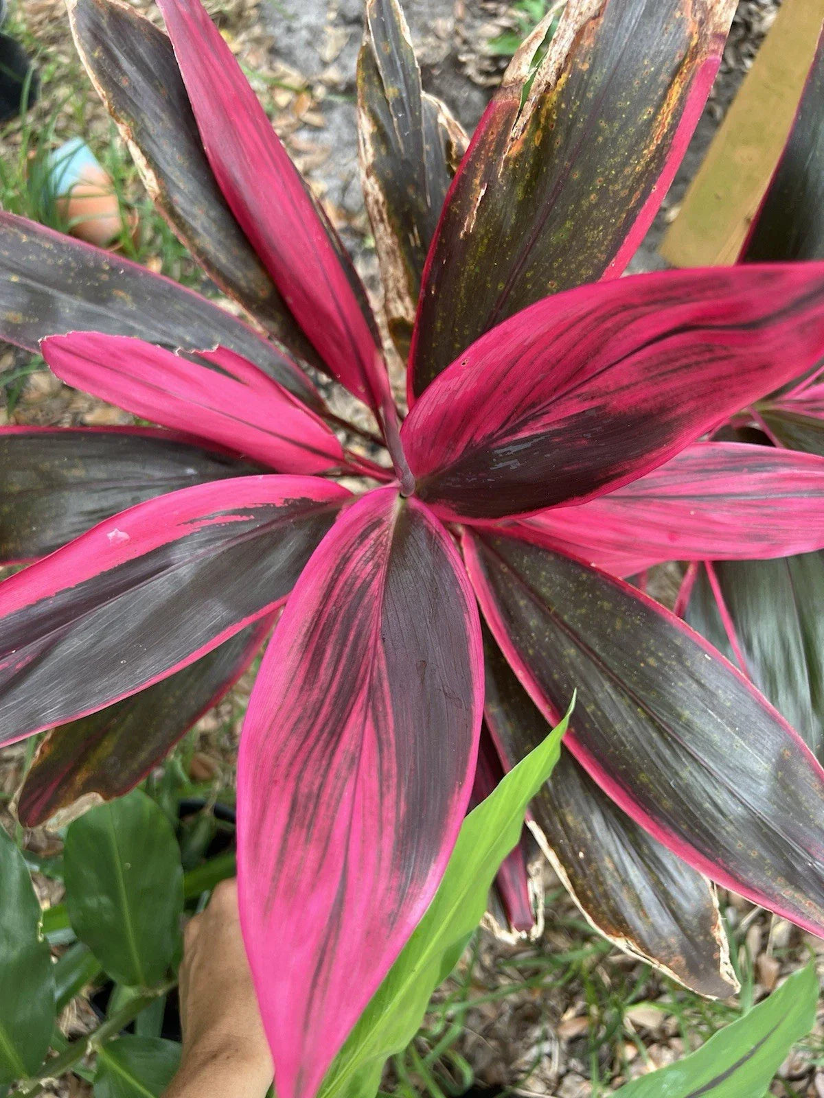 Hawaiian Ti Leaf Cuttings 6-inch Green Pink Red Hybrid Fresh Cuttings (No Roots) - Cordyline fruticosa