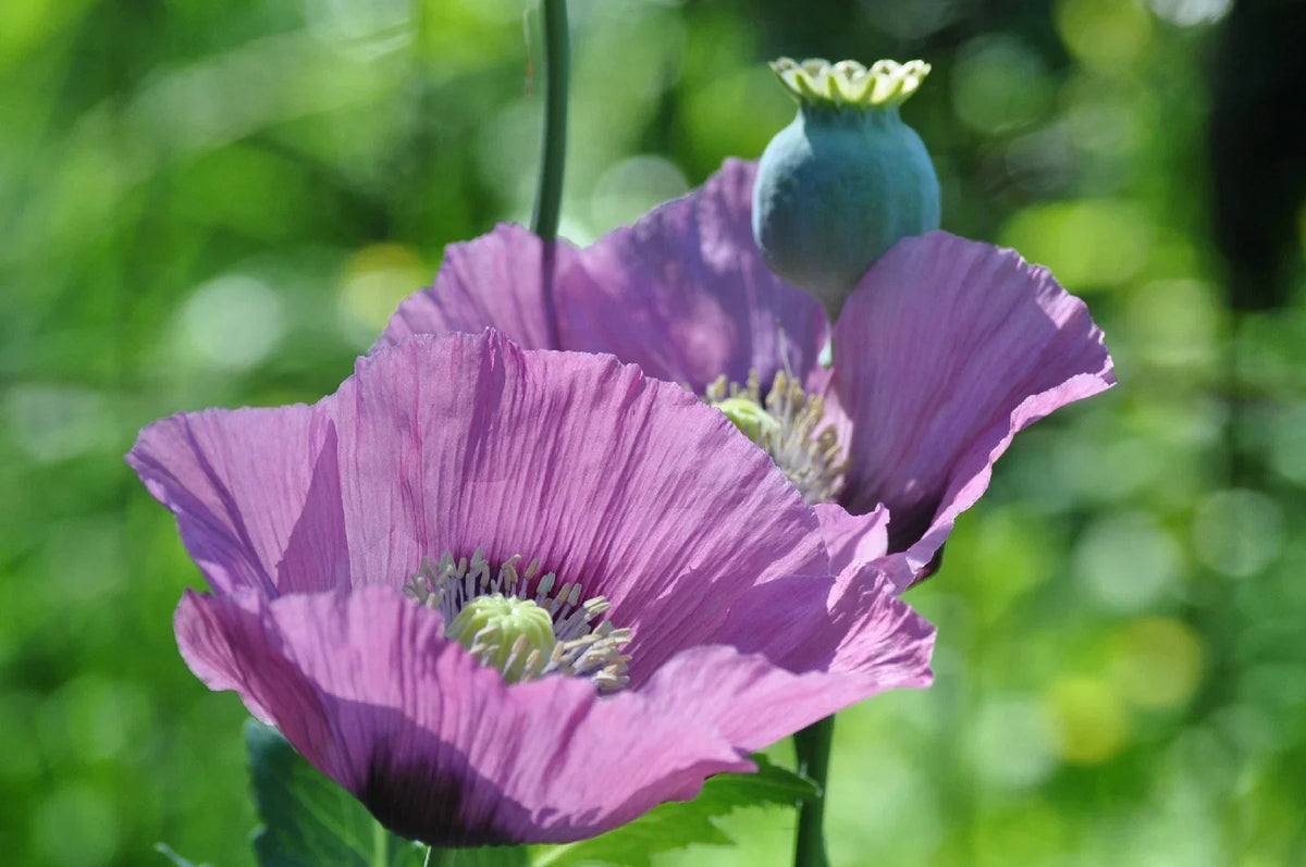 Lavender Poppy Seeds - 1000 Pack, Rare Lavender Color, Papaver somniferum, Annual Flower for Borders & Cut Flowers