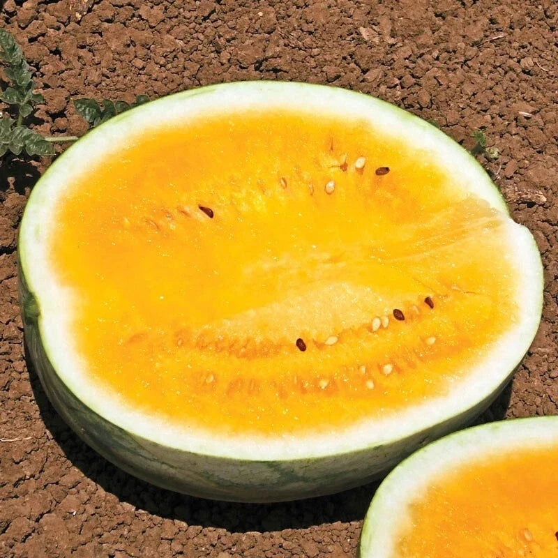 Orange Krush Watermelon Seeds - 25 Heirloom Non-GMO Citrullus lanatus, Sweet Orange-Fleshed Fruit, Vining, Sprawling