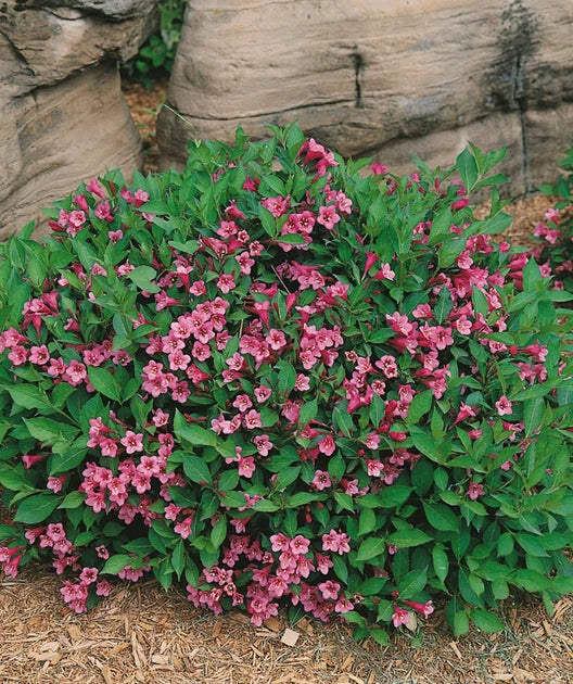 Minuet Weigela Cutting 8-12 Inches Rosy-Pink Blooms Weigela florida 'Minuet' Live Rooted Plant for Zones 4-8