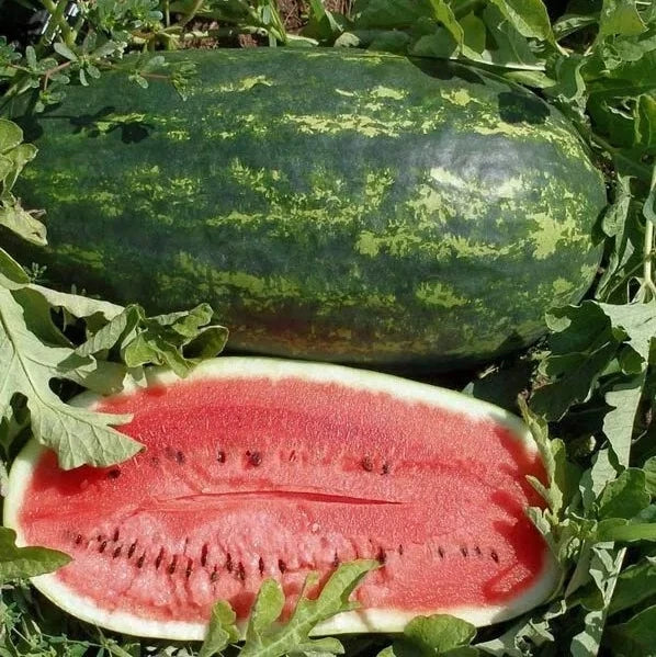 Kleckley’s Sweet Watermelon Seeds - 10+ Heirloom Seeds - Large & Super Sweet - Fresh Watermelon Seeds