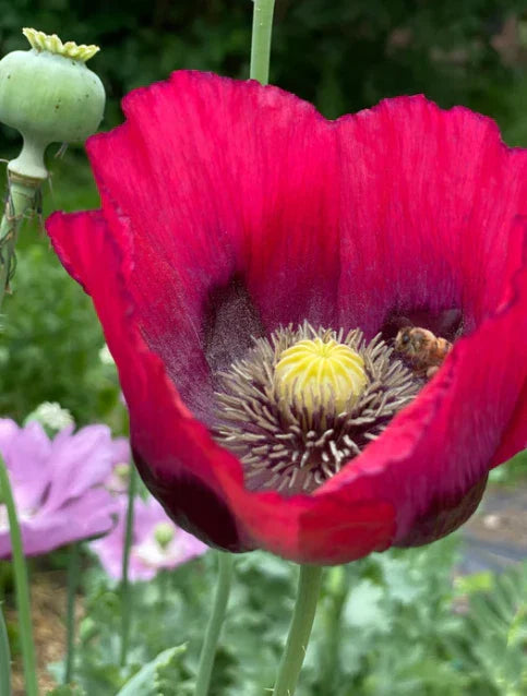 Poppy Seeds - 500 Organic Breadseed Red Mix Flower Seeds - Decorative Pods for Garden Planting - Papaver somniferum