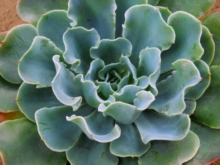 Echeveria Blue Frills Succulent Plant - Ruffled Leaves - 4-Inch Potted Succulent for Indoor & Outdoor Gardens