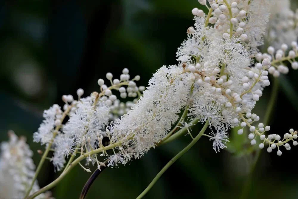 Black Snakeroot Seeds (15 Seeds) - Rare Plant, Cimicifuga racemosa - Perennial Herb for Gardening and Landscaping