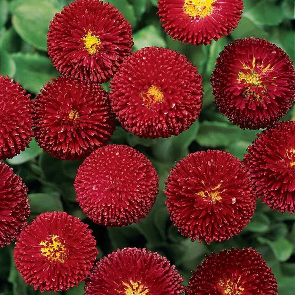 Dark Red English Daisy Seeds - 200+ Pack for Garden Planting - Bellis perennis - USA Grown, Free Shipping