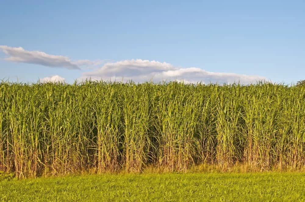 Switchgrass Seeds 2 Pounds - Fast Growing Prairie Grass Panicum virgatum