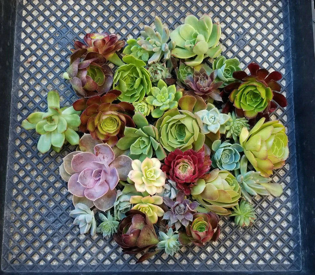 Succulent Cuttings Lot of 10 Rosette Echeveria, Aeoniums, Sempervivum - Perfect for Plant Lovers and Crafters