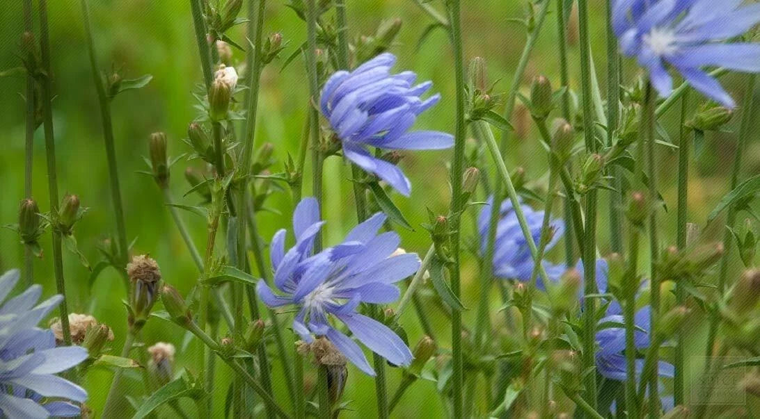 Chicory Seeds 1 Ounce Italian Dandelion Cichorium intybus Non-GMO Deer Plot Coffee Weed