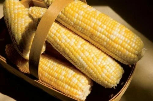 Sweet Corn Seeds - Catalyst XR Variety - Zea mays - High Germination, Early Maturing, Disease Resistant