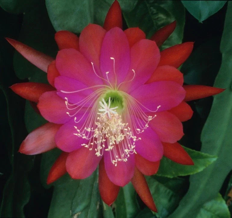 Epiphyllum Plant - Dante Orchid Cactus - Don's Cuttings SEPT/1 - Unique Houseplant for Indoor Gardens