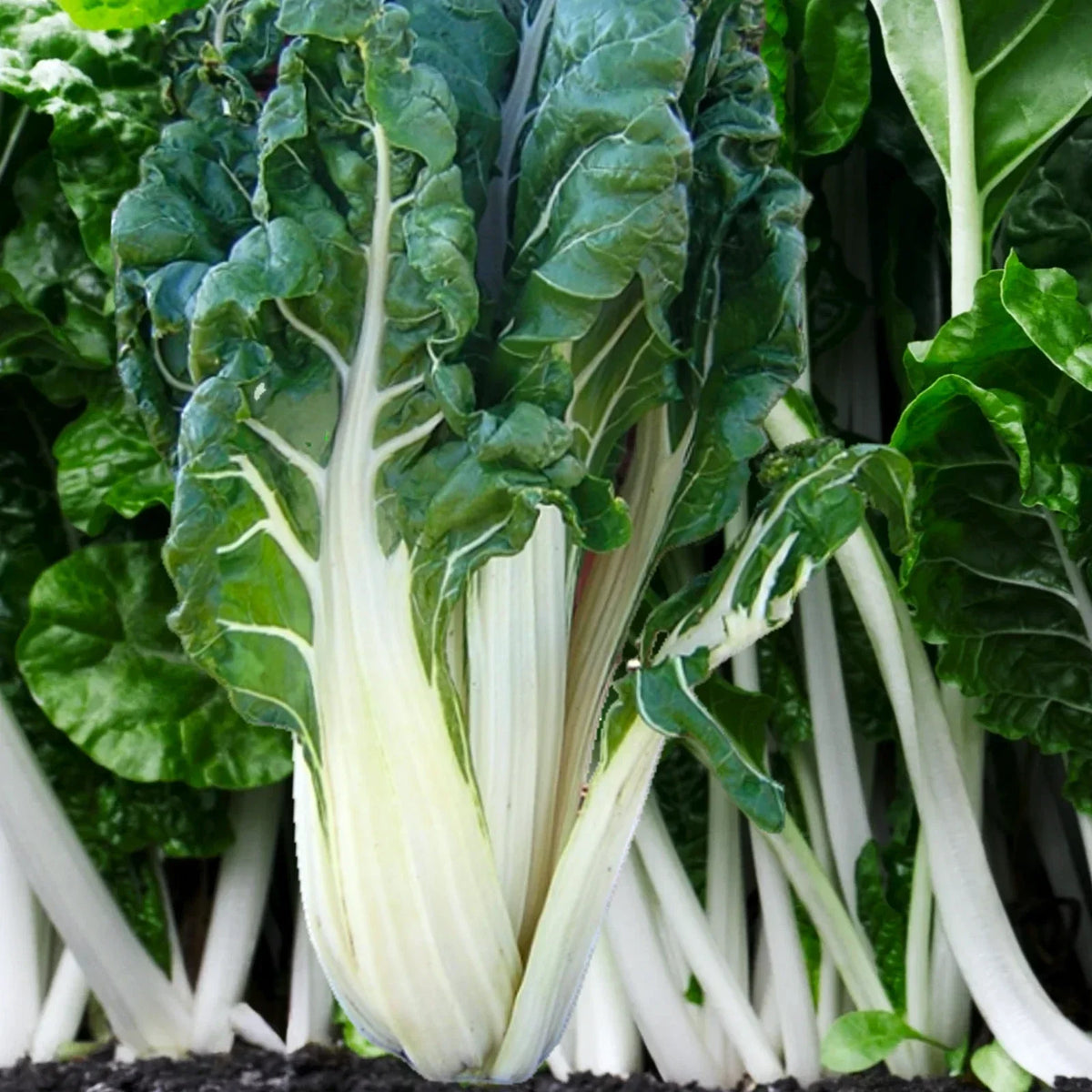 Large White Ribbed Swiss Chard Seeds | Fordhook Lucullus | Non-GMO Heirloom