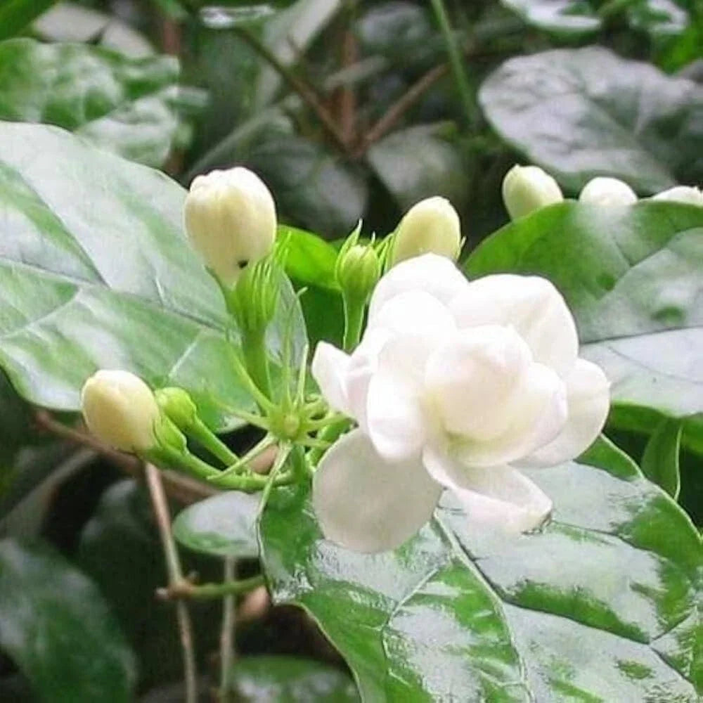 Arabian Jasmine Plant 12" Potted Flowering Houseplant Jasminum sambac Indoor Outdoor
