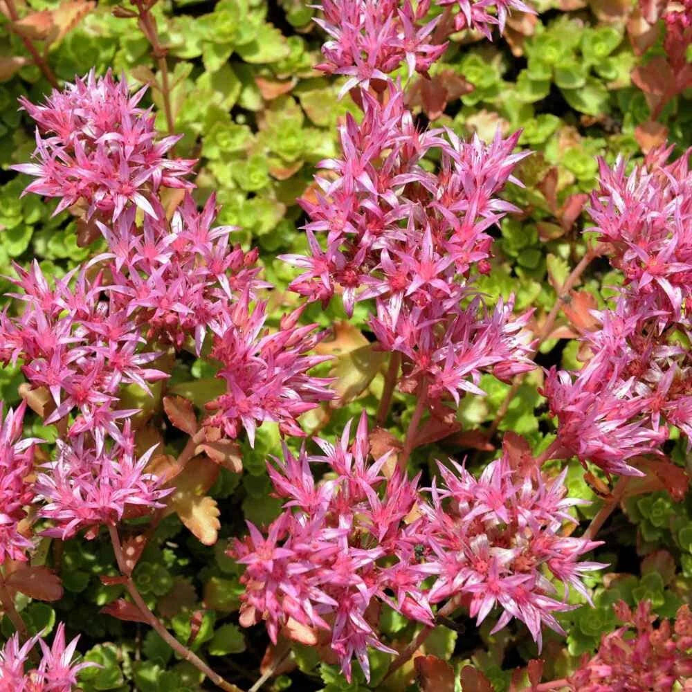 Purple Carpet Sedum Seeds (500 Seeds) - Spurium Coccineum Purple, Ground Cover, Drought-Tolerant, Low Maintenance