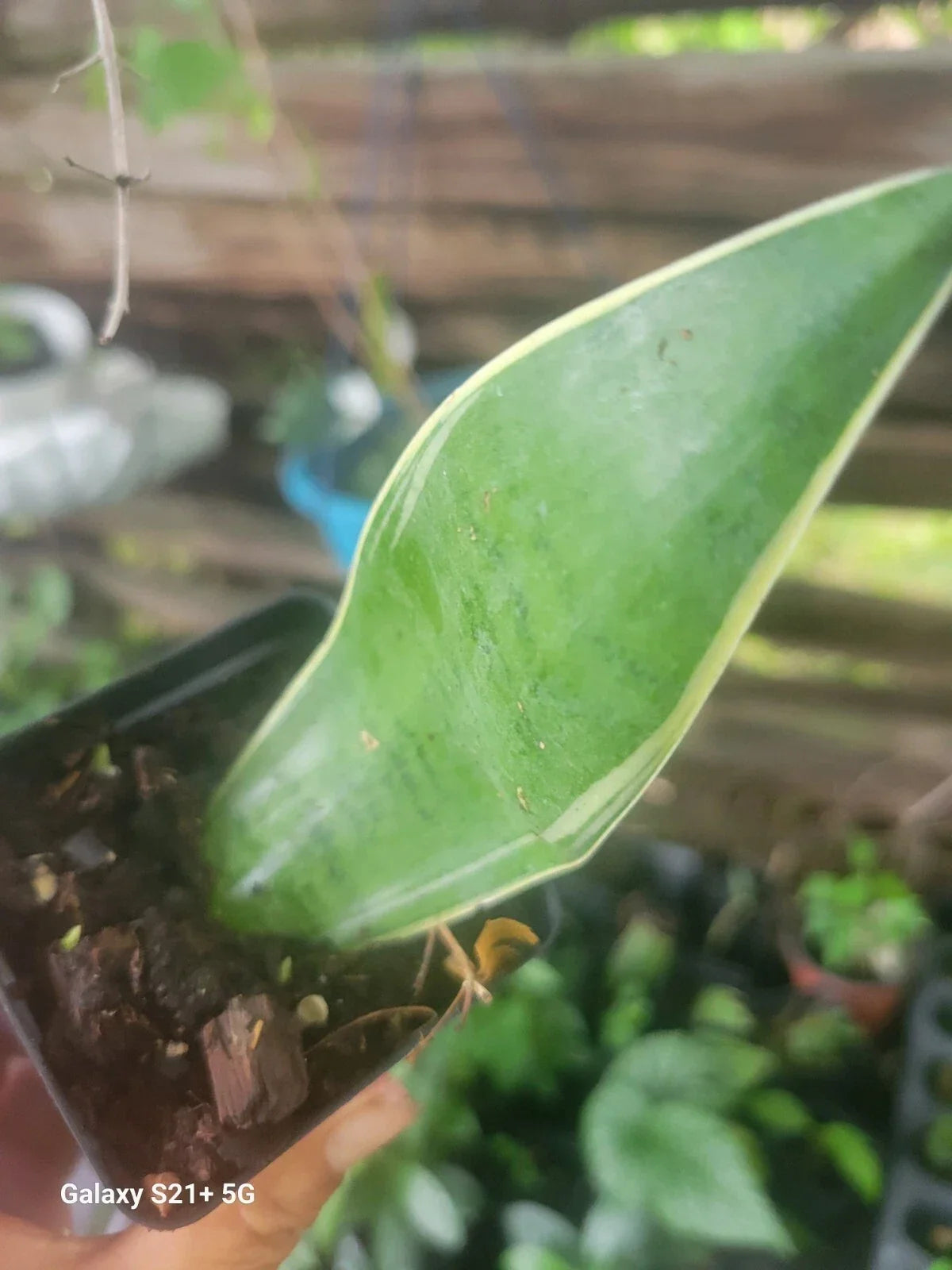 Sansevieria Night Owl Plant - 6" Pot - Variegated Snake Plant - Sansevieria trifasciata 'Night Owl' Indoor Houseplant