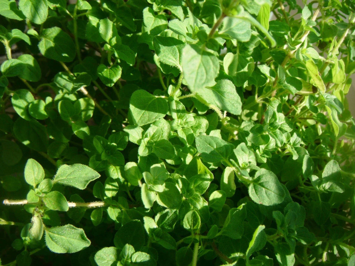 Common Thyme Seeds - 3000 Non-GMO Herb Seeds - Thymus vulgaris - Culinary Garden Planting