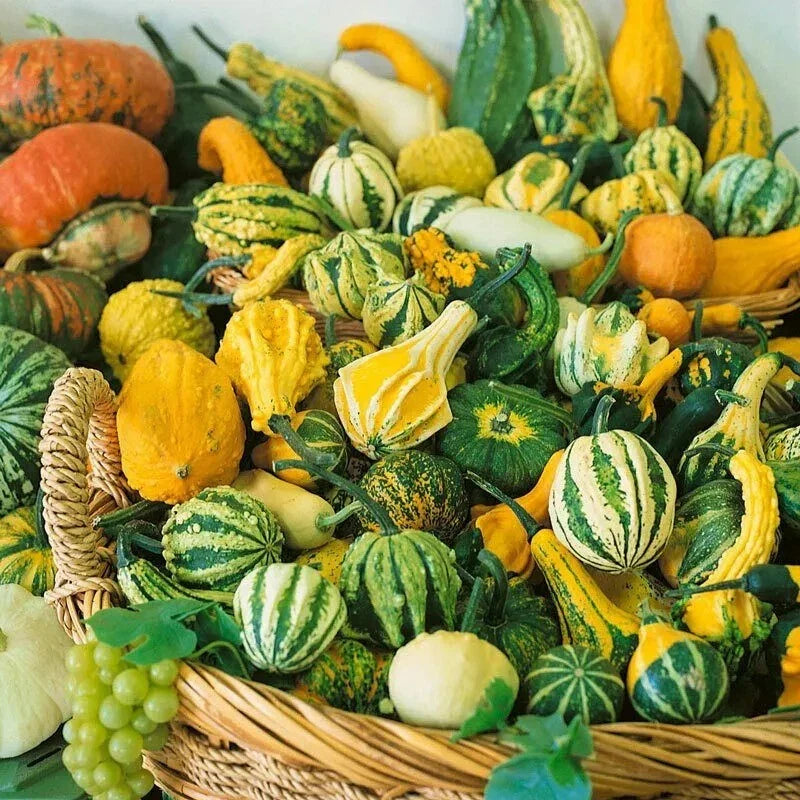 Small Ornamental Gourd Seeds Mix - Heirloom, Non-GMO, Fresh - 15+ Varieties for Garden Decor