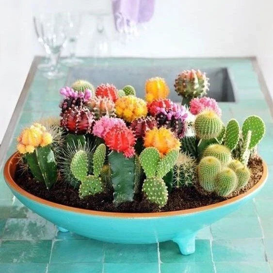 Mixed Variety Cactus Seeds 100pcs Pack | Easy Grow Succulent Collection
