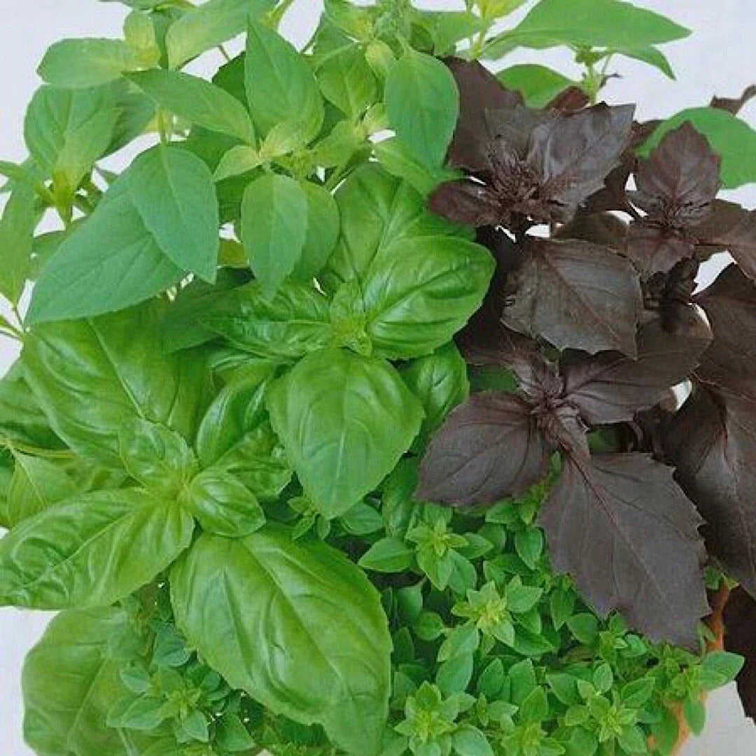 Mixed Basil Seeds - Culinary Blend, Non-GMO, Heirloom, Ocimum basilicum, 250+ Seeds for Cooking & Gardening