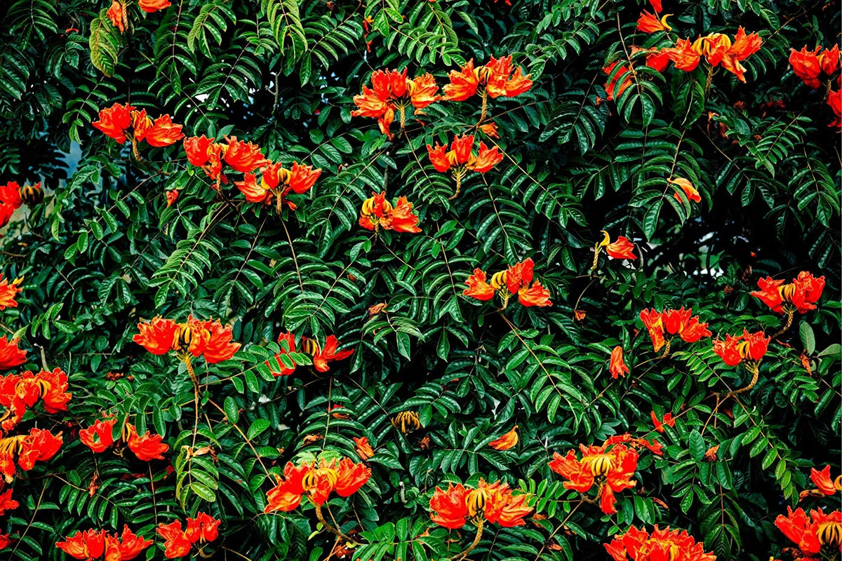African Tulip Tree Seeds - 30 Pack - Spathodea campanulata - Flame Tree