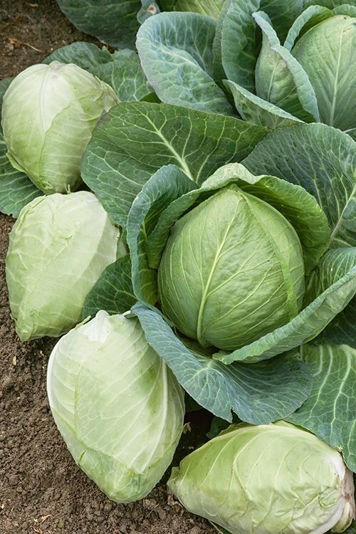 Cabbage Seeds - Charleston Wakefield Heirloom Non-GMO - 200+ Premium Gardening Seeds - Brassica oleracea var. capitata