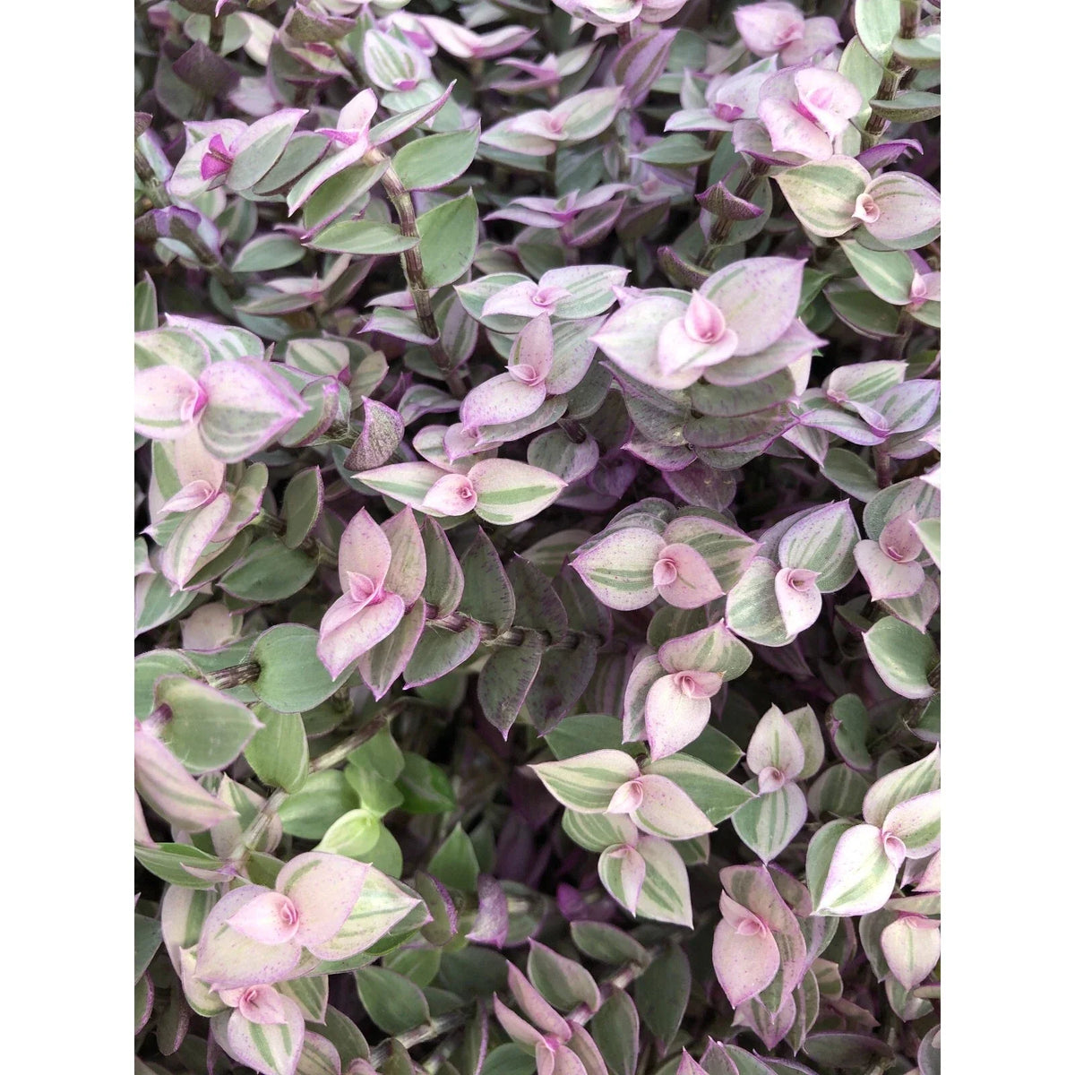 Tradescantia Pink Lady Cuttings - 10 Rooted Cuttings - Easy Care Indoor Plant - Tradescantia pallida