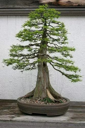 Bald Cypress Bonsai Seeds - 10 Pack - Exotic Tree Seeds - Taxodium distichum