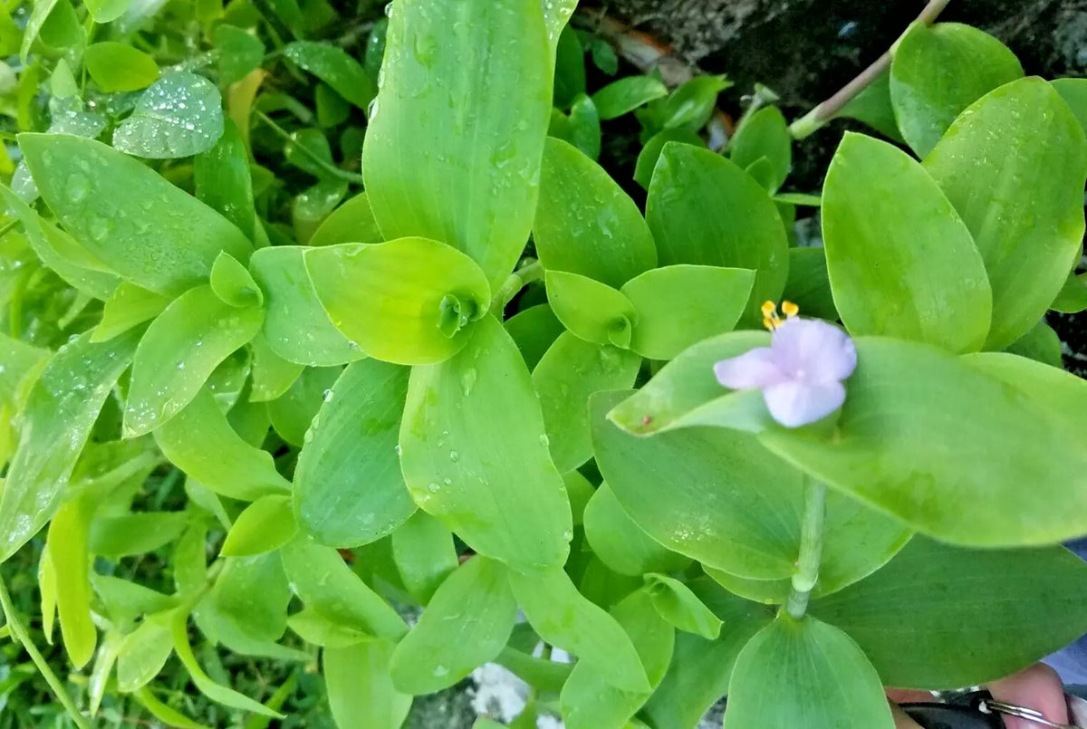 Setcreasea Tradescantia Brevifolia Green Queen - Flowering Wandering Jew Plant - Indoor Houseplant - Low Maintenance