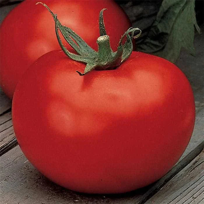 Better Boy Tomato Seeds F1 Hybrid - Non-GMO VFN Variety - Heirloom Garden Seeds - Solanum lycopersicum
