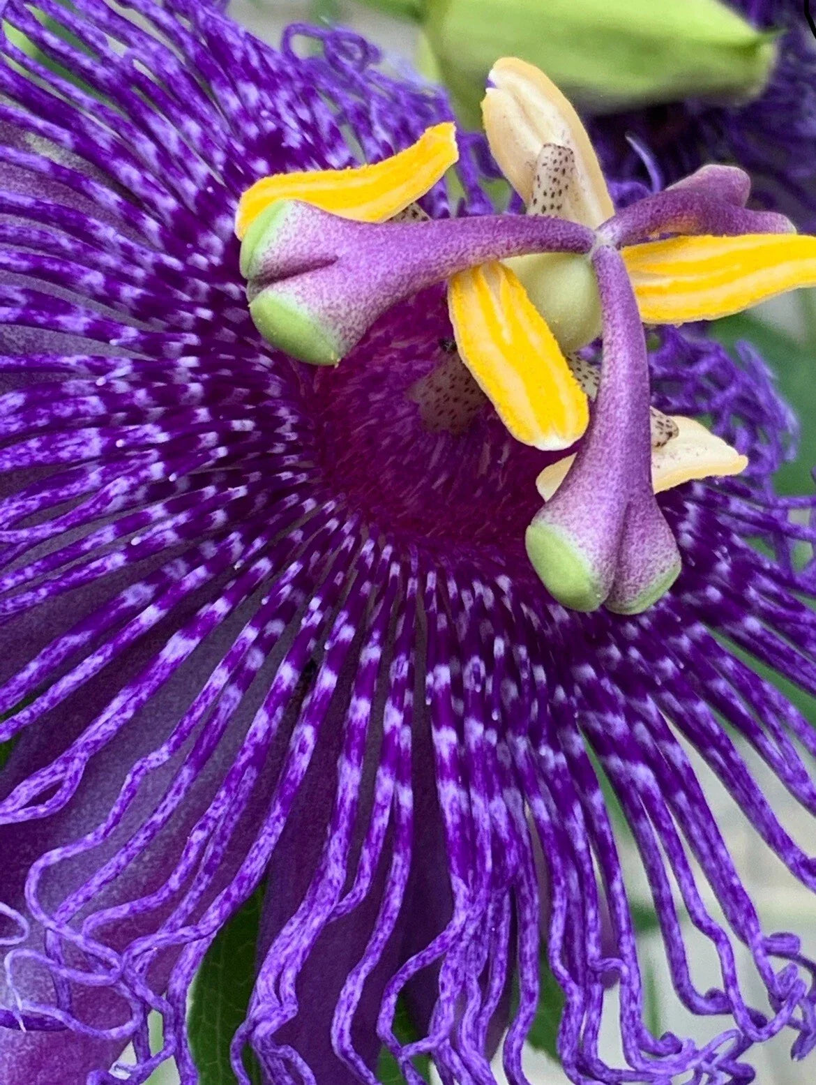 Passion Flower Seeds - 25 Count, Edible Passion Fruit Vines, Passiflora edulis, Climbing Floral Vine for Garden, Trellis, Fences